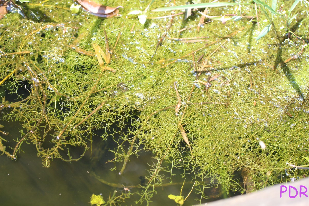 Utricularia gibba L.